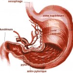 Cancer du système gastro-intestinal